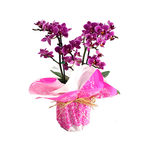 Linda mini orquídea com 2 hastes - O Rei das Orquídeas