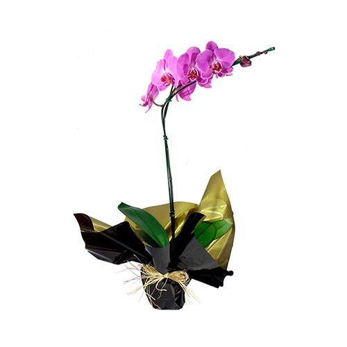 Orquídea Phalaenopsis Pink - O Rei das Orquídeas