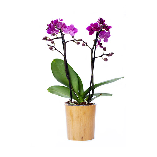 Mini orquidea Pink - O Rei das Orquídeas