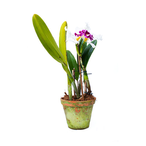 Orquídea Cattleya - com duas flores - O Rei das Orquídeas