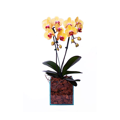 Orquídea amarela com miolo pink e duas hastes no vaso de vidro - O Rei das  Orquídeas