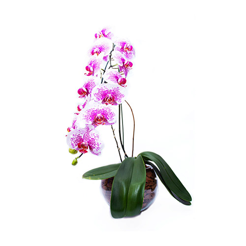Orquídea cascata giseli especial no vaso de vidro - O Rei das Orquídeas