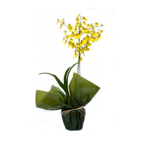Orquídea chuva de ouro com embalagem - O Rei das Orquídeas