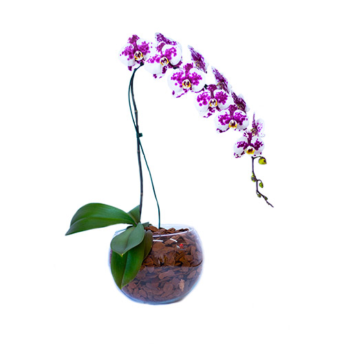 Orquídea Cascata exótica no vaso de vidro - O Rei das Orquídeas