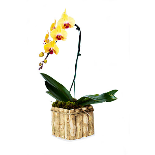 Orquídea amarela no vaso de madeira - O Rei das Orquídeas