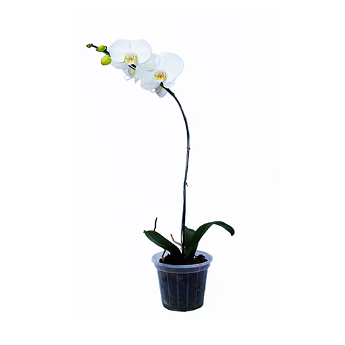 Orquídea branca sem embalagens Atacado e Varejo - O Rei das Orquídeas