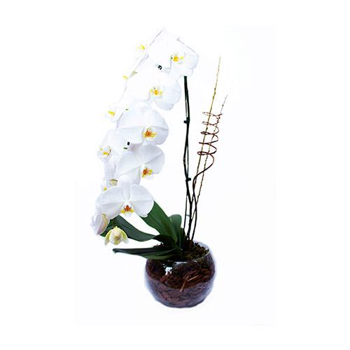 Orquídea cascata branca no vaso de vidro - O Rei das Orquídeas