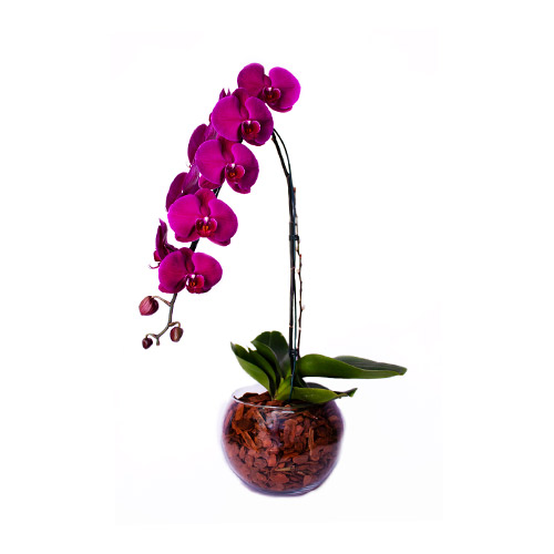 Orquídea cascata pink no vaso de vidro - O Rei das Orquídeas