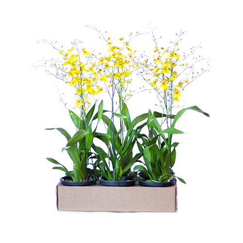 Orquídea chuva de ouro - Caixa com 6 vasos - O Rei das Orquídeas