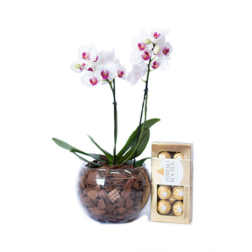 Mini Orquídea semi alba no vaso de vidro + chocolate - O Rei das Orquídeas