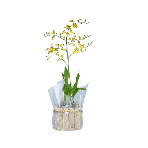 Orquídea chuva de ouro no vaso de madeira