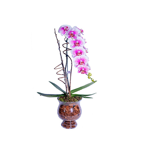 Orquídea Phalaenopsis Cascata no vidro - O Rei das Orquídeas