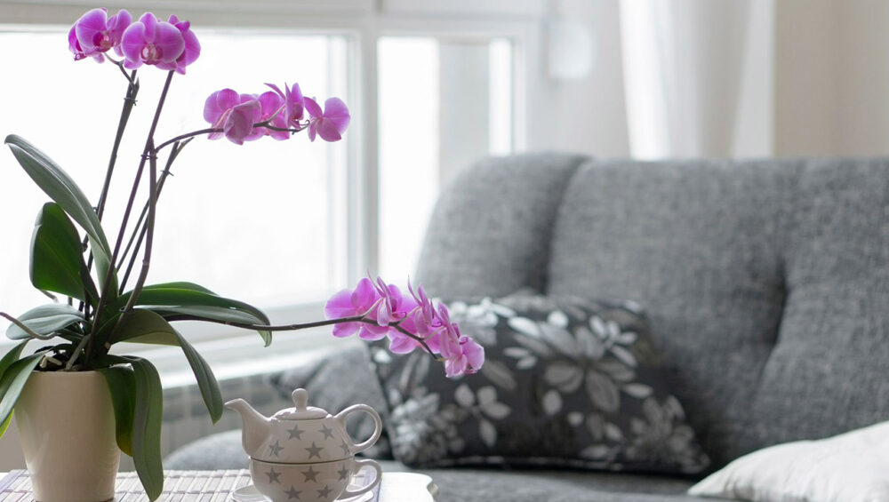 Confira o significado das orquídeas de acordo com sua cor