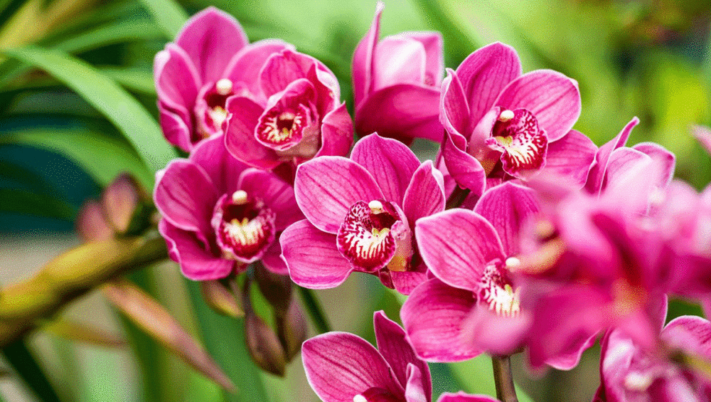Espécies de orquídeas e diferenças entre elas