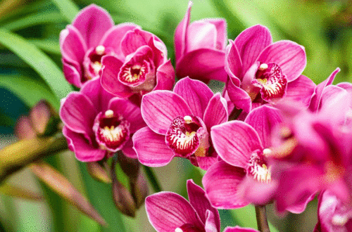 Espécies de orquídeas e diferenças entre elas