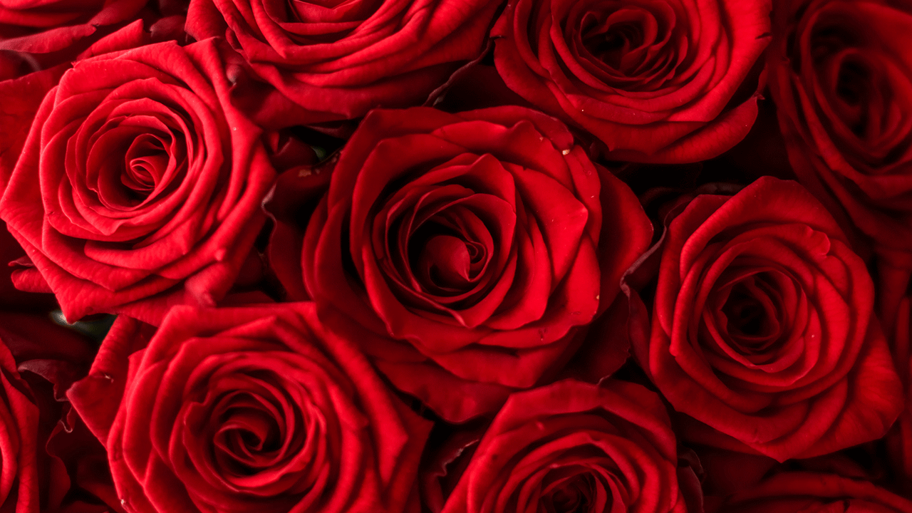 Saiba o significado das cores das rosas na hora de oferecer flores