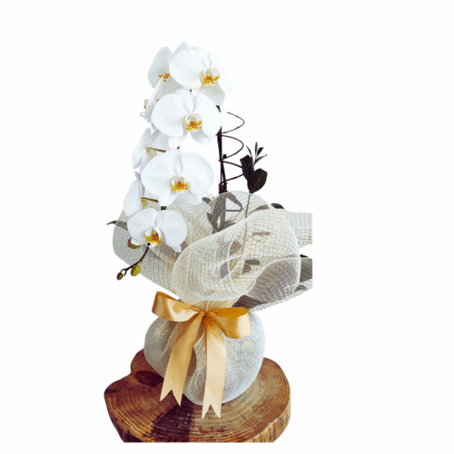 Orquídea Branca Natural Em Vaso De Vidro